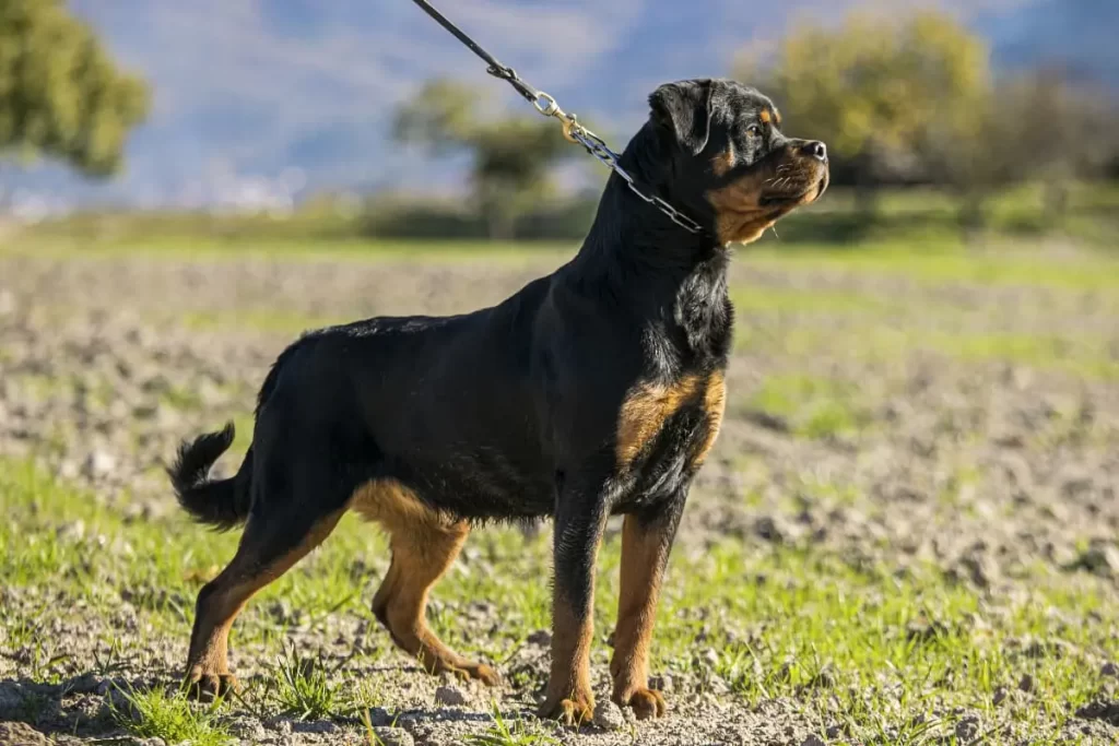rottweiler