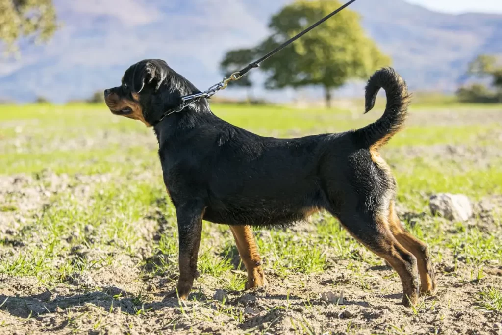 rottweiler