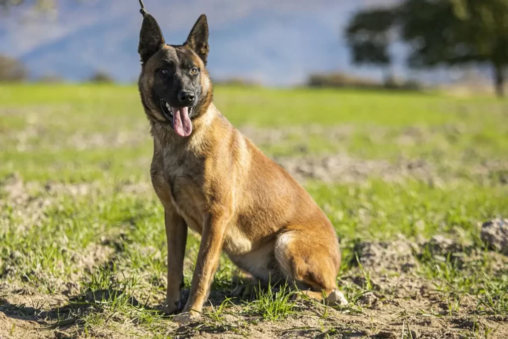 Malinois