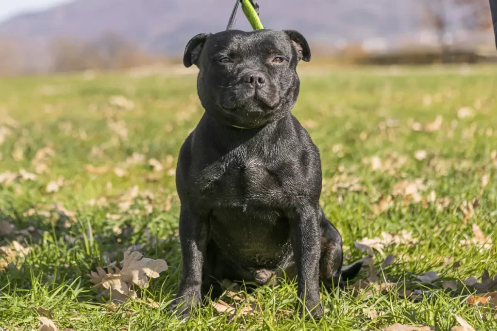 staffy bull terrier