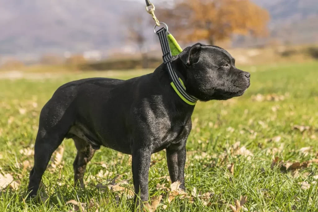 staffy bull terrier
