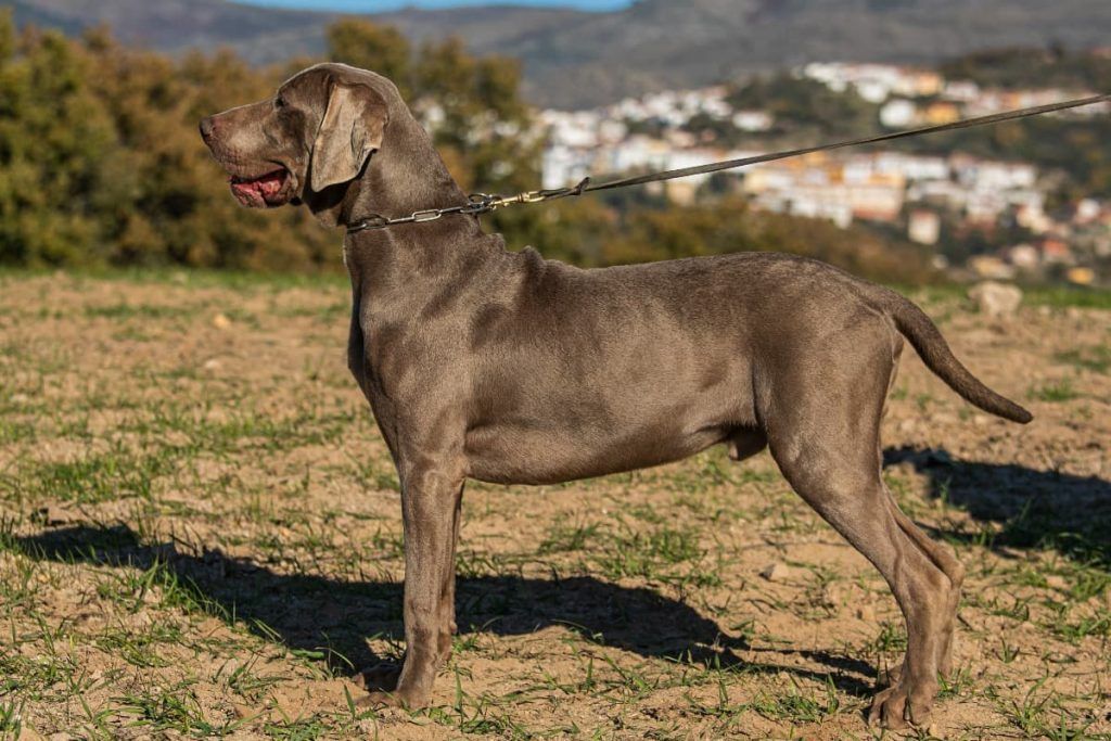 braco alemán